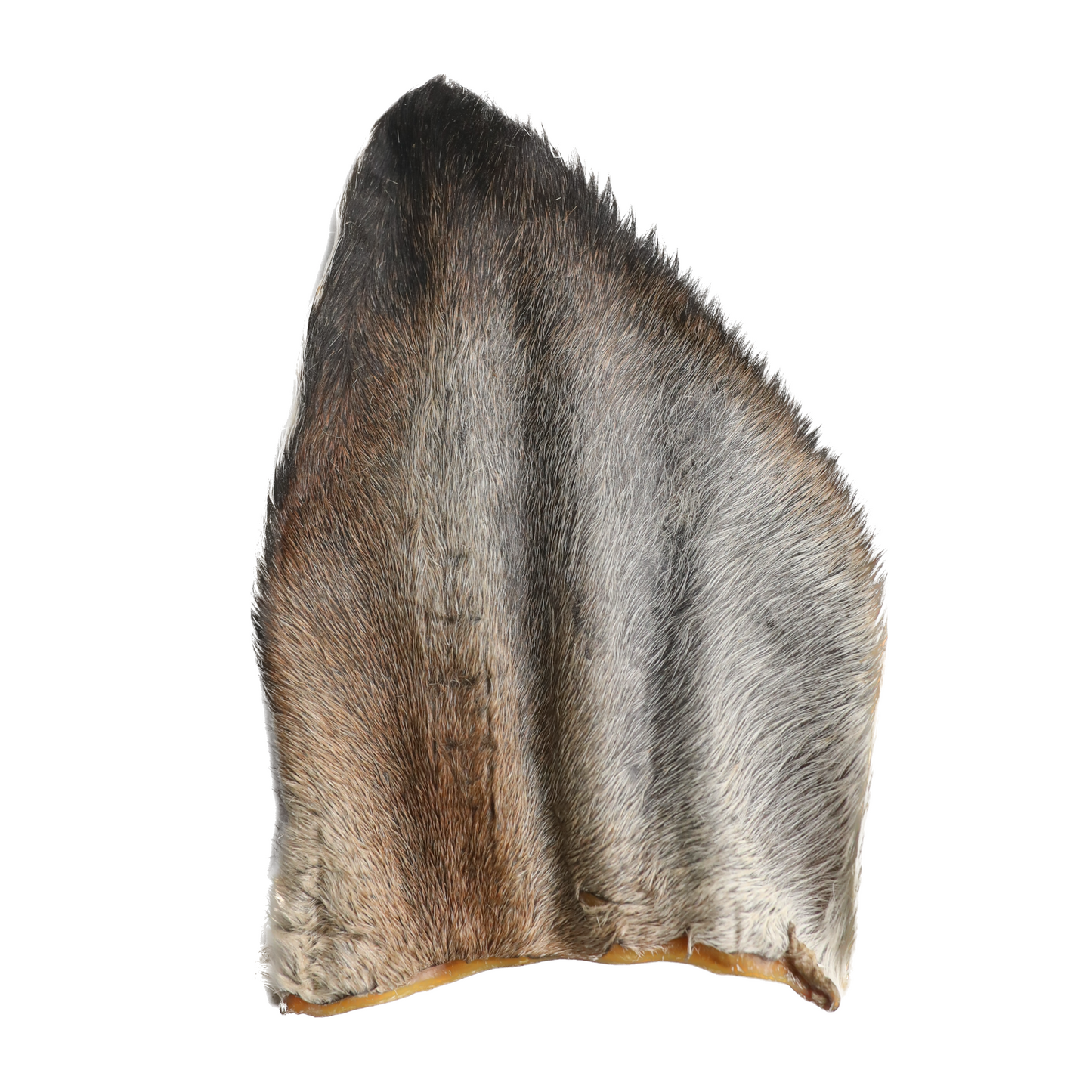 Dehydrated Cow Ear